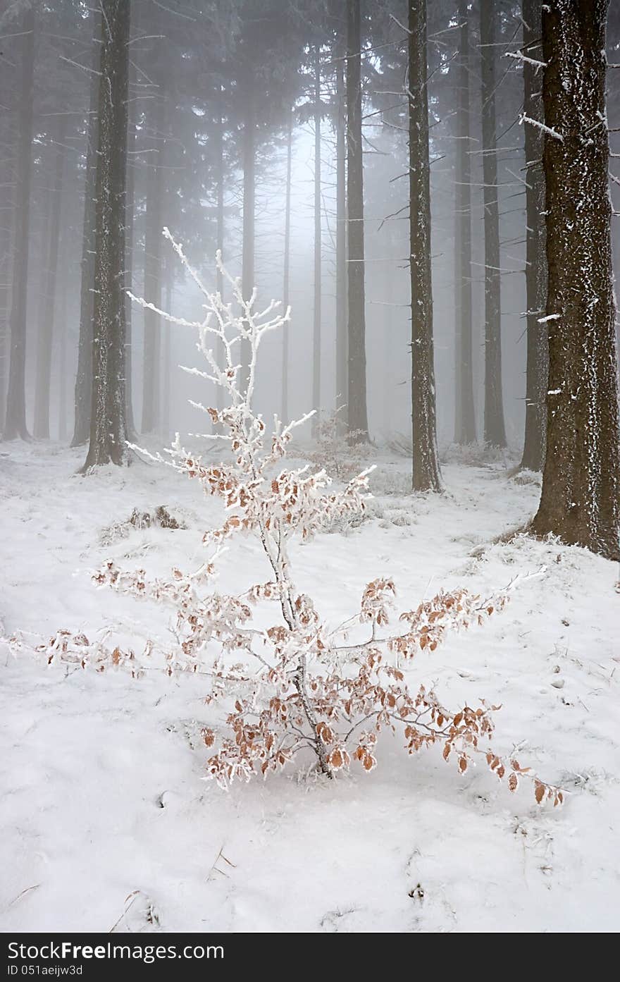 Winter pine forest with fog in the background. Winter pine forest with fog in the background