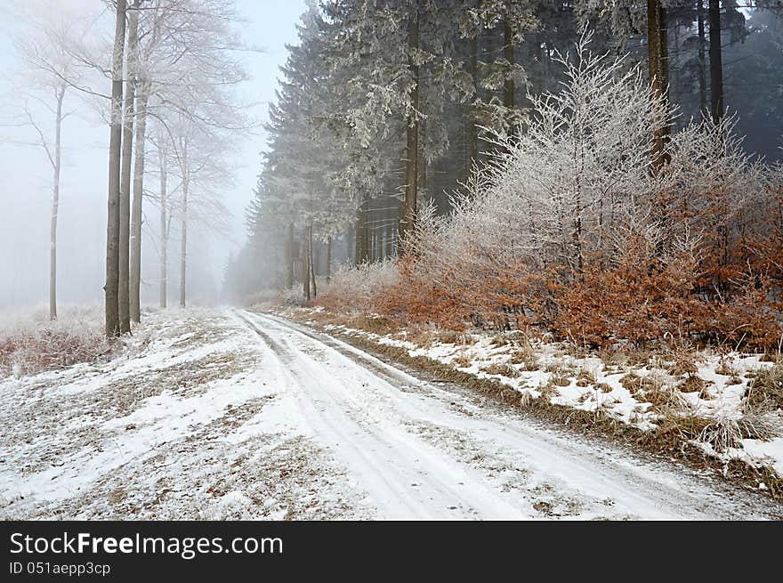 Winter forest road mixed forest with fog in the background