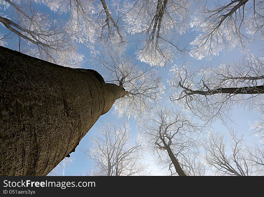 View in winter beech tree crowns. View in winter beech tree crowns