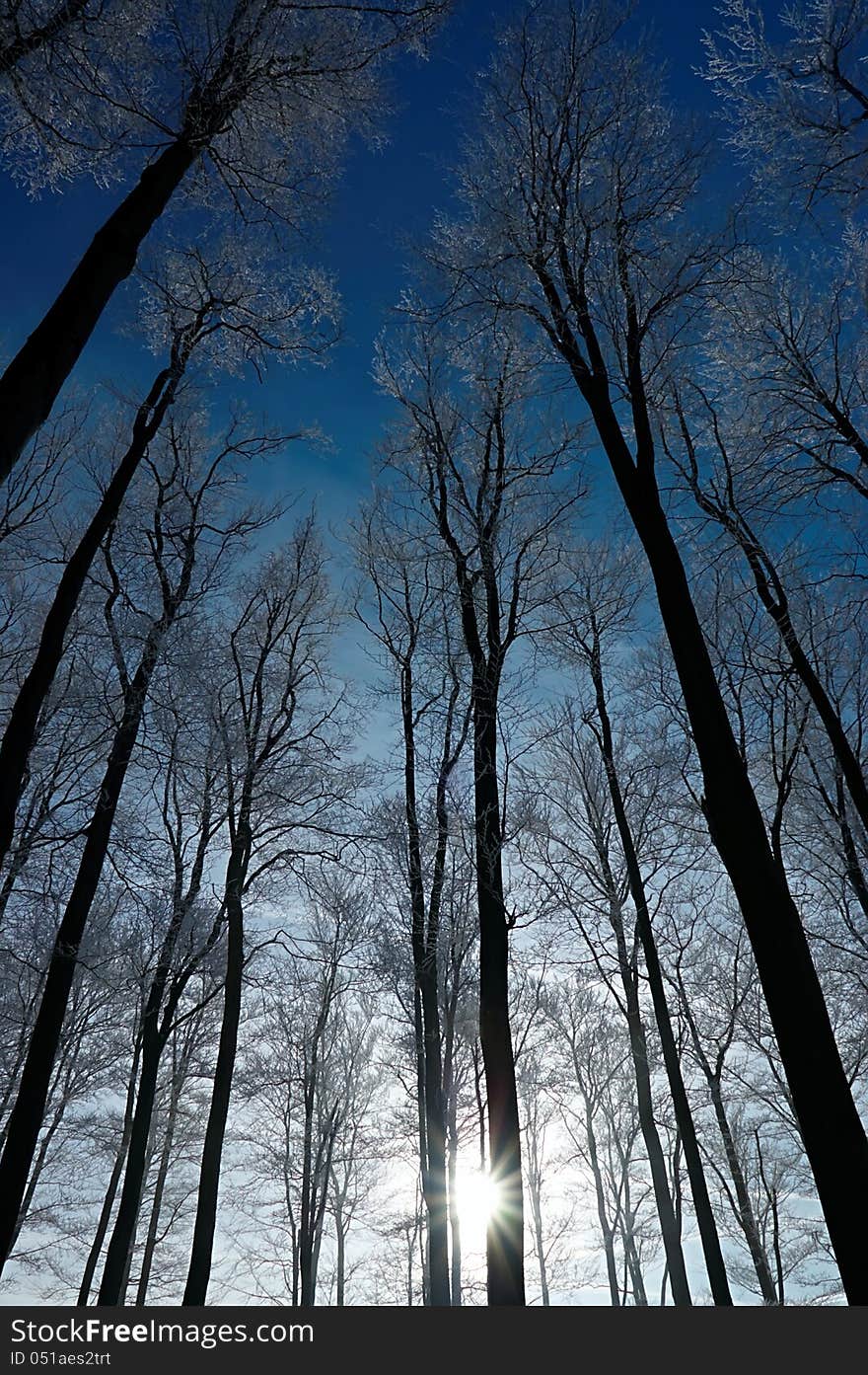 Winter view of the beech tree crowns. Winter view of the beech tree crowns