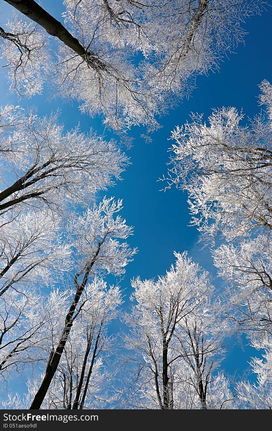 Winter view of the beech tree crowns. Winter view of the beech tree crowns