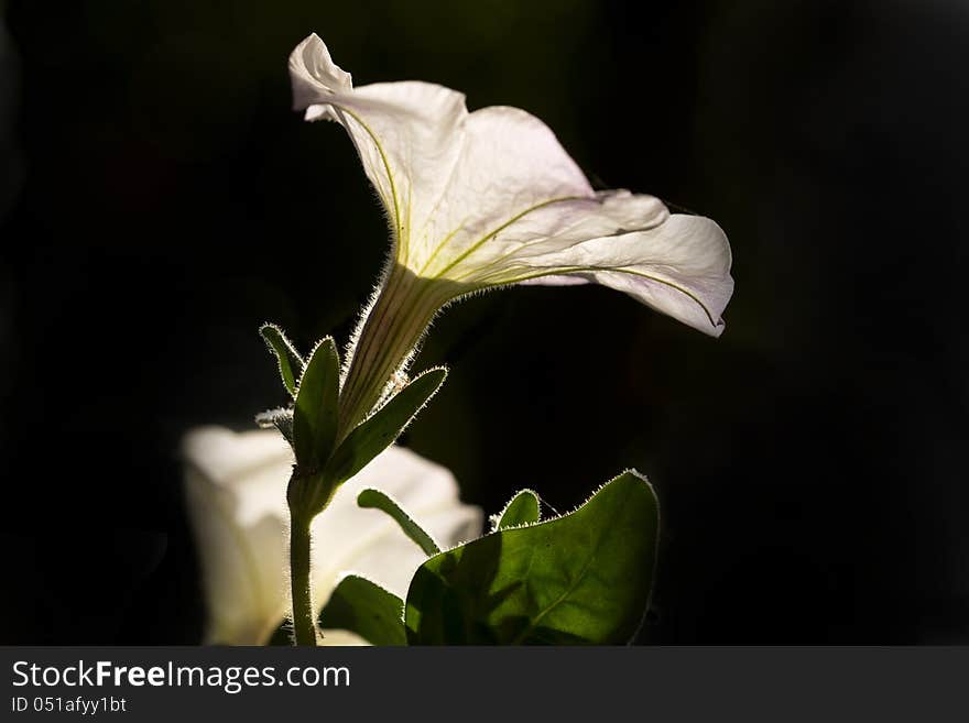 Close up of white petunia on black background. Close up of white petunia on black background