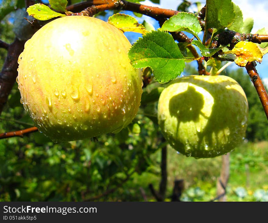 Very tasty and ripe apple