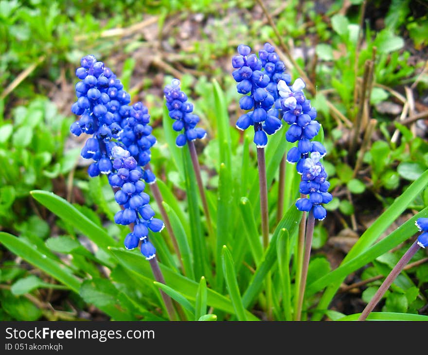 The image of some beautiful blue flowers of muscari