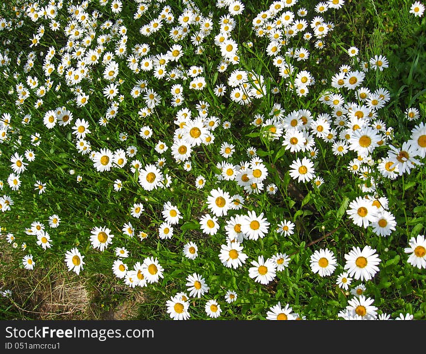 Beautiful White Chamomiles