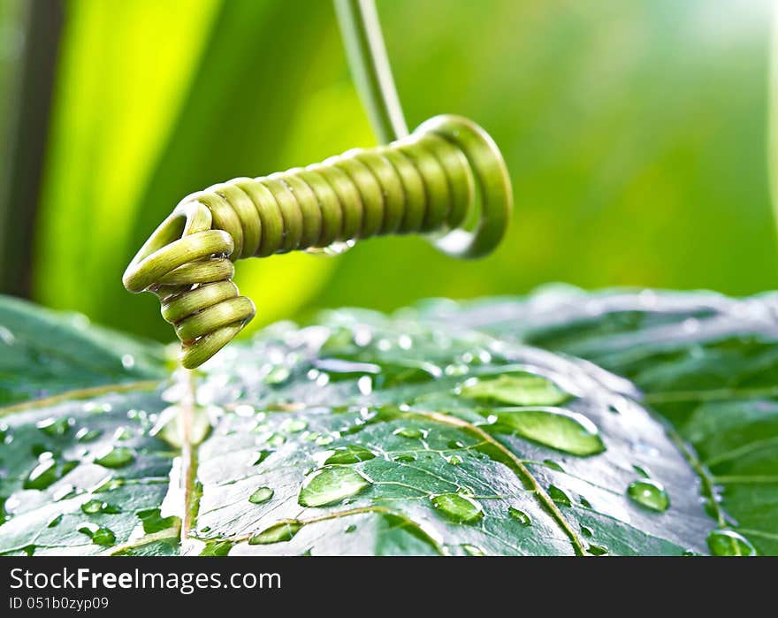 Macro photo of a spiral of mustache creeper plant with raindrop on nature background. Macro photo of a spiral of mustache creeper plant with raindrop on nature background