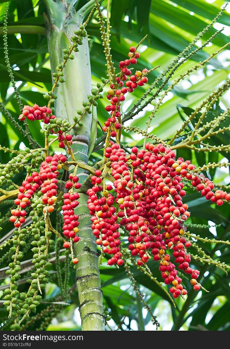 Red and yellow betel nuts hanging on a palm tree. Red and yellow betel nuts hanging on a palm tree