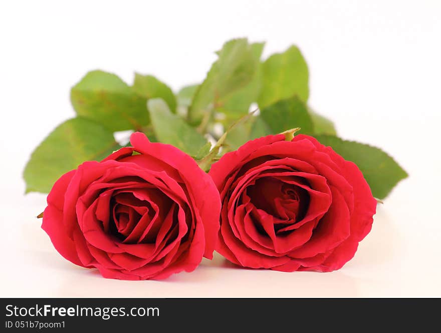 Close up two red roses on white background. Close up two red roses on white background