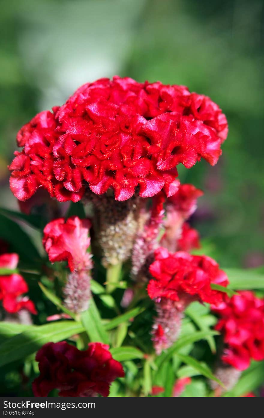 Violet Celosia Flower on green background