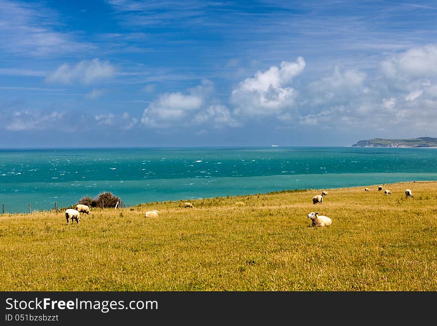 Sheep to the sea in france