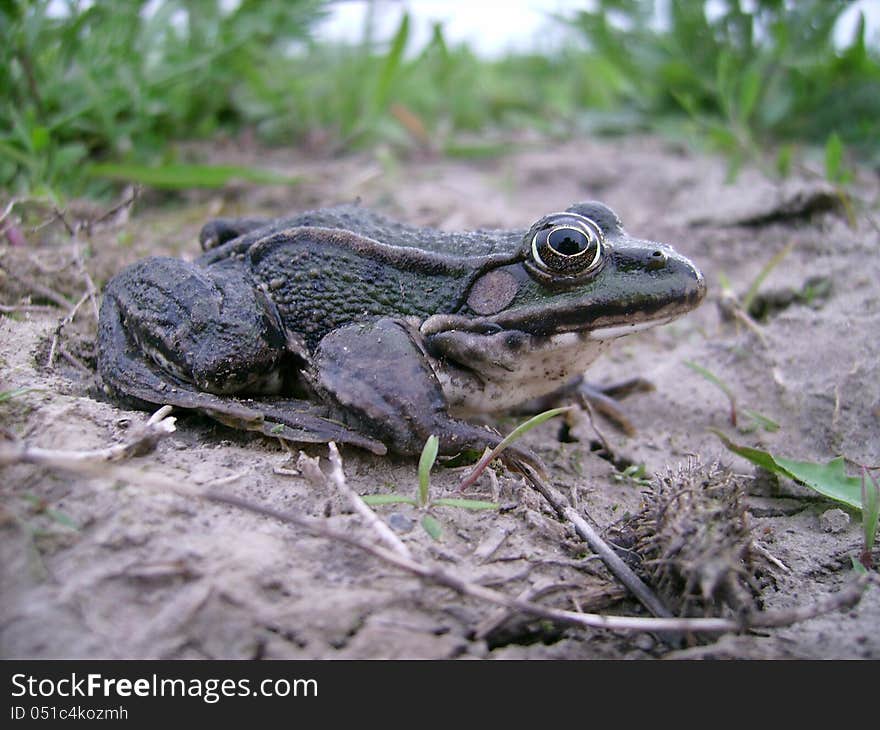 Green Frog