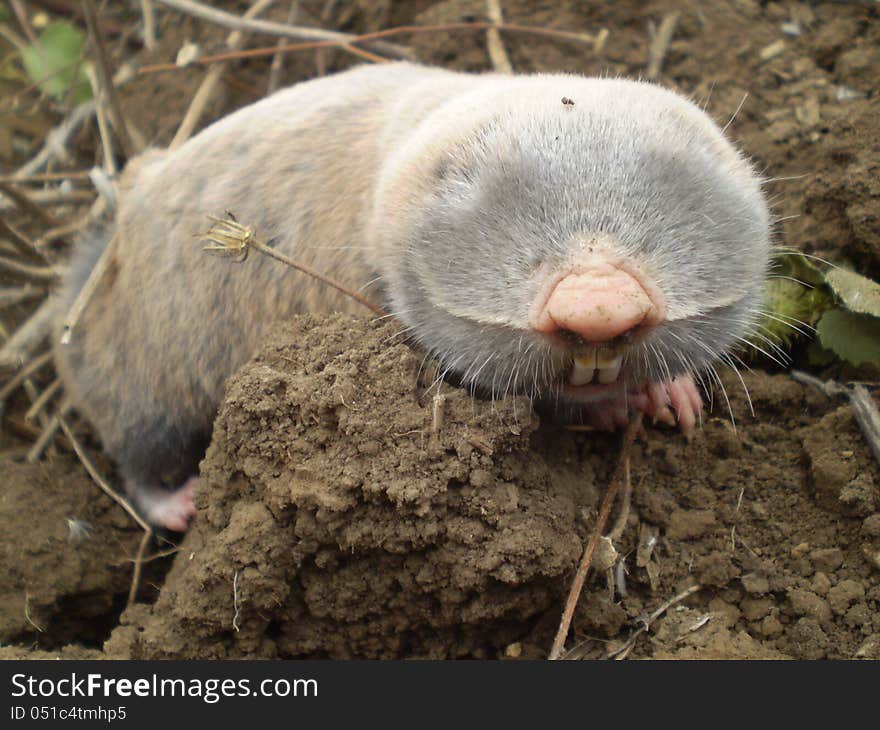 Mole on a clod