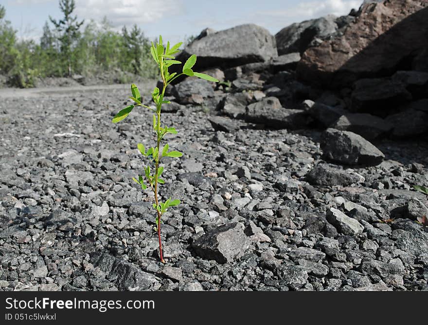 Green sprout growing among stones, in sun beams. Green sprout growing among stones, in sun beams