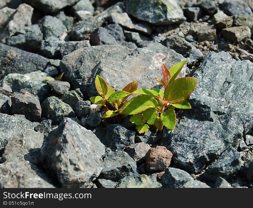 Green sprouts growing among stones, in sun beams. Green sprouts growing among stones, in sun beams