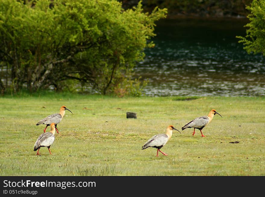 Four Black Faced Ibises