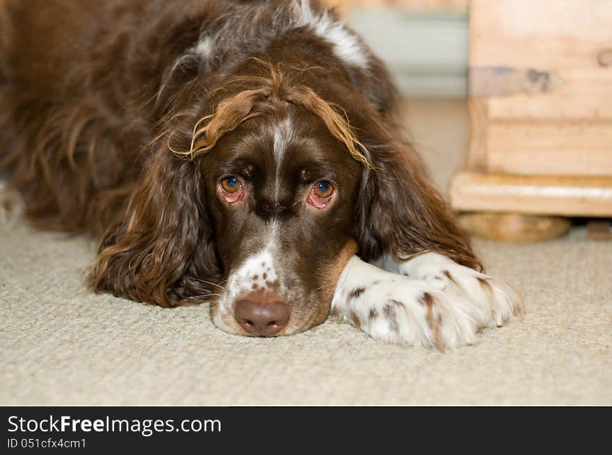 Funny springer spaniel dog with a crazy hairdo laying down and looking at the camera. Funny springer spaniel dog with a crazy hairdo laying down and looking at the camera