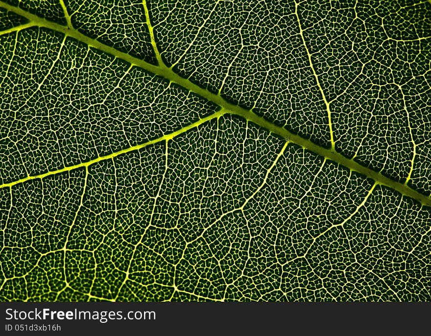 Leaf veins.