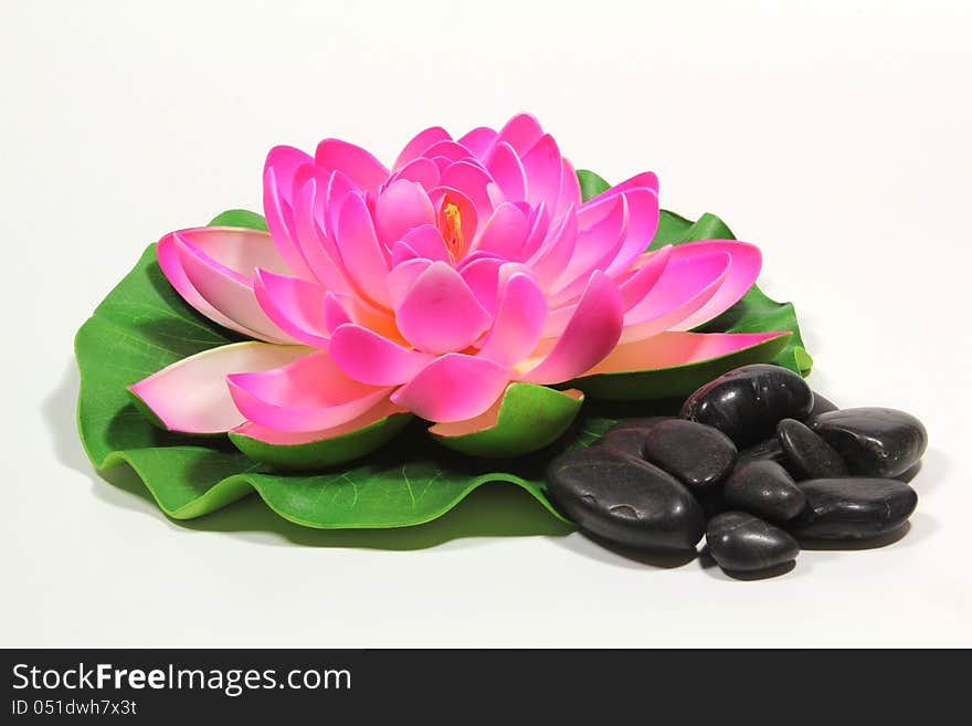 A lotus flower isolated on a background