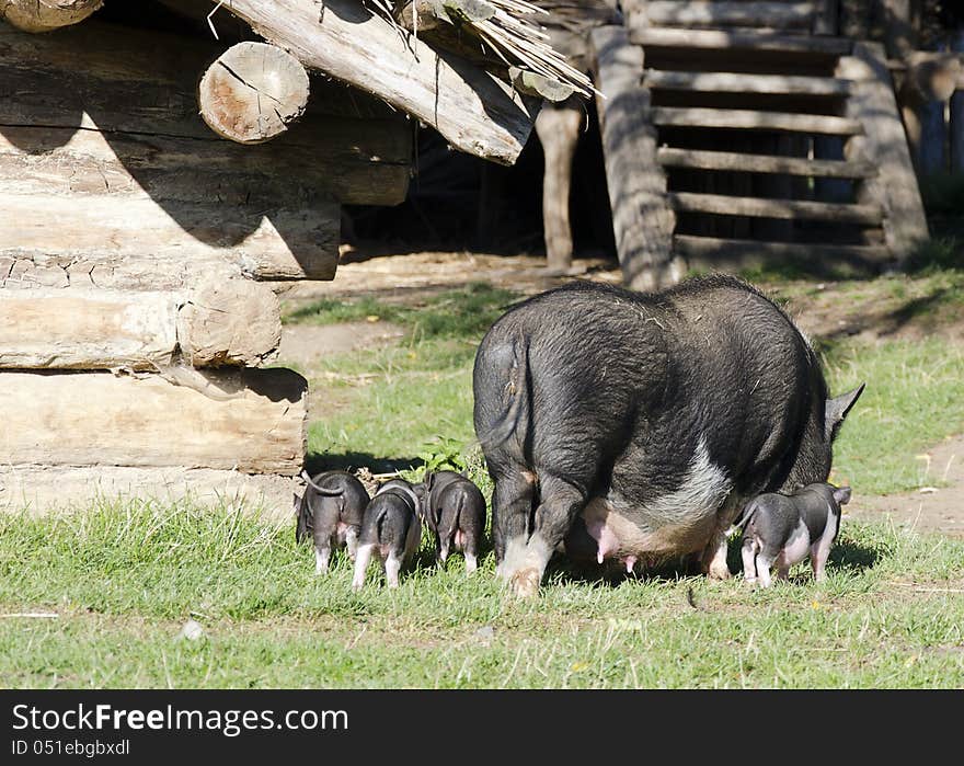 Pigs At Farm