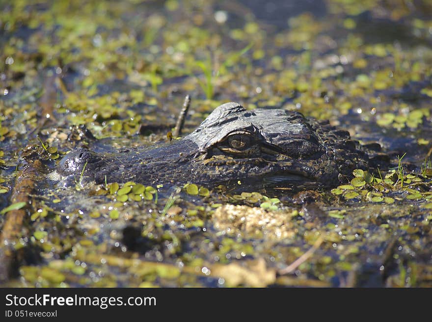 Crocodile in the swamp