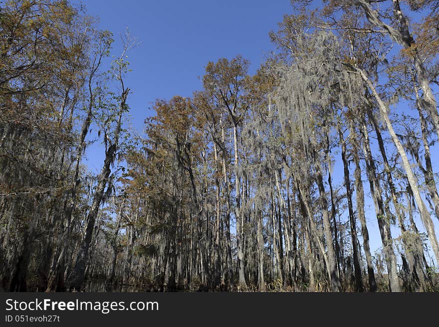 A photograph of a heavily forest swamp. A photograph of a heavily forest swamp