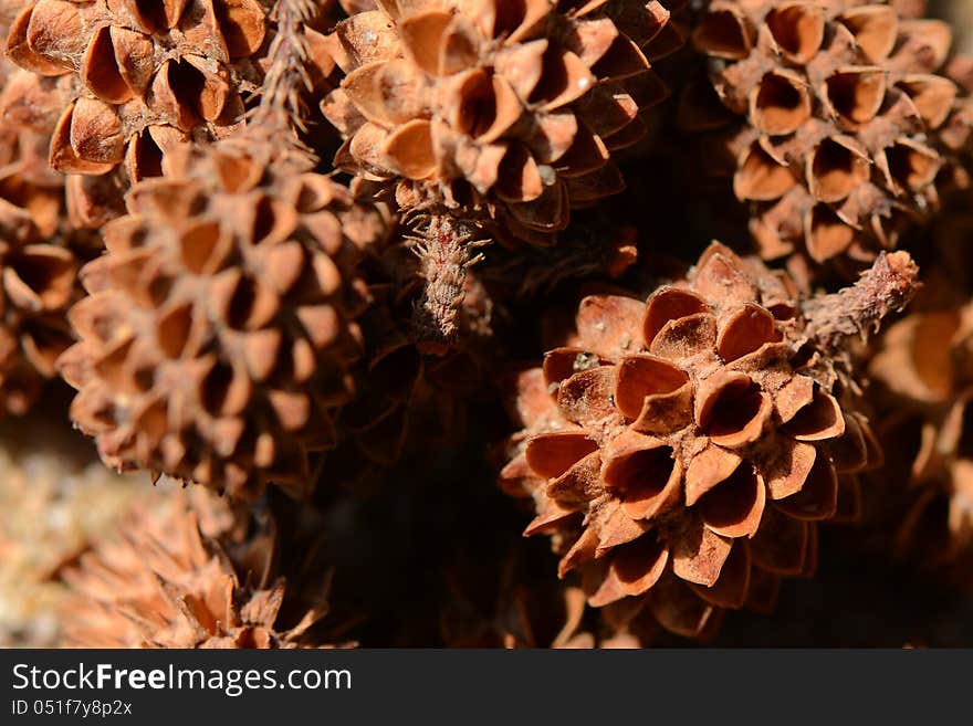 Bundle of dried sea pine fruits.