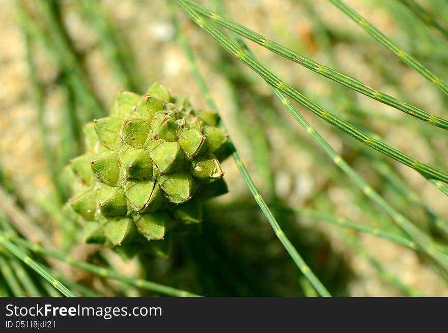 Sea Pine Fruits.