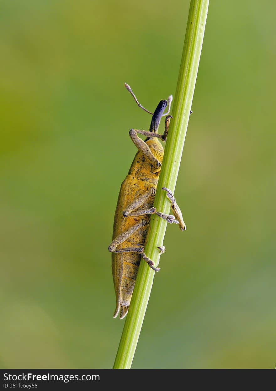 Yellow Weevil