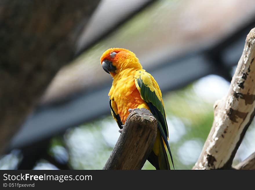 The Sun Parakeet or Sun Conure (Aratinga solstitialis) is a medium-sized brightly colored parrot native to northeastern South America. The adult male and female are similar in appearance, with predominantly golden-yellow plumage and orange-flushed underparts and face. It is commonly kept in aviculture. The species is endangered, threatened by loss of habitat and trapping for the pet trade. The Sun Parakeet or Sun Conure (Aratinga solstitialis) is a medium-sized brightly colored parrot native to northeastern South America. The adult male and female are similar in appearance, with predominantly golden-yellow plumage and orange-flushed underparts and face. It is commonly kept in aviculture. The species is endangered, threatened by loss of habitat and trapping for the pet trade.