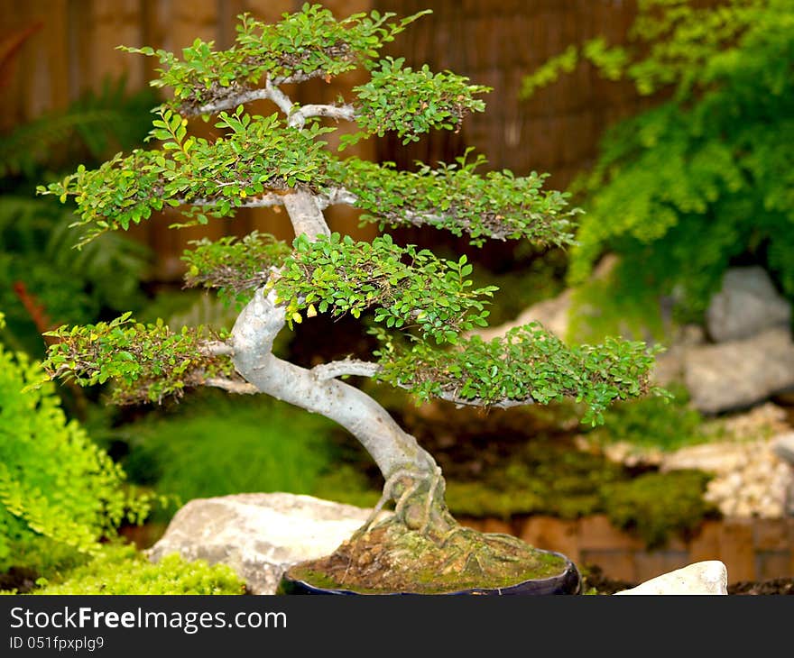 Bonsai, Mini park  in the building Royal Greenhouses In Brussels Belgium