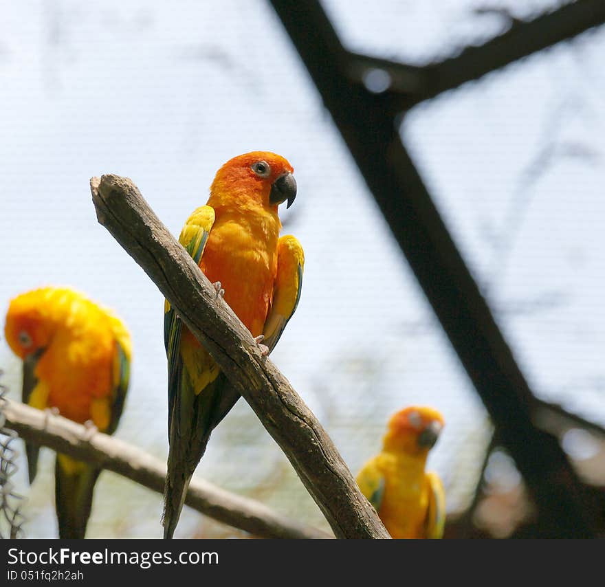 The Sun Parakeet or Sun Conure (Aratinga solstitialis) is a medium-sized brightly colored parrot native to northeastern South America. The adult male and female are similar in appearance, with predominantly golden-yellow plumage and orange-flushed underparts and face. It is commonly kept in aviculture. The species is endangered, threatened by loss of habitat and trapping for the pet trade. The Sun Parakeet or Sun Conure (Aratinga solstitialis) is a medium-sized brightly colored parrot native to northeastern South America. The adult male and female are similar in appearance, with predominantly golden-yellow plumage and orange-flushed underparts and face. It is commonly kept in aviculture. The species is endangered, threatened by loss of habitat and trapping for the pet trade.