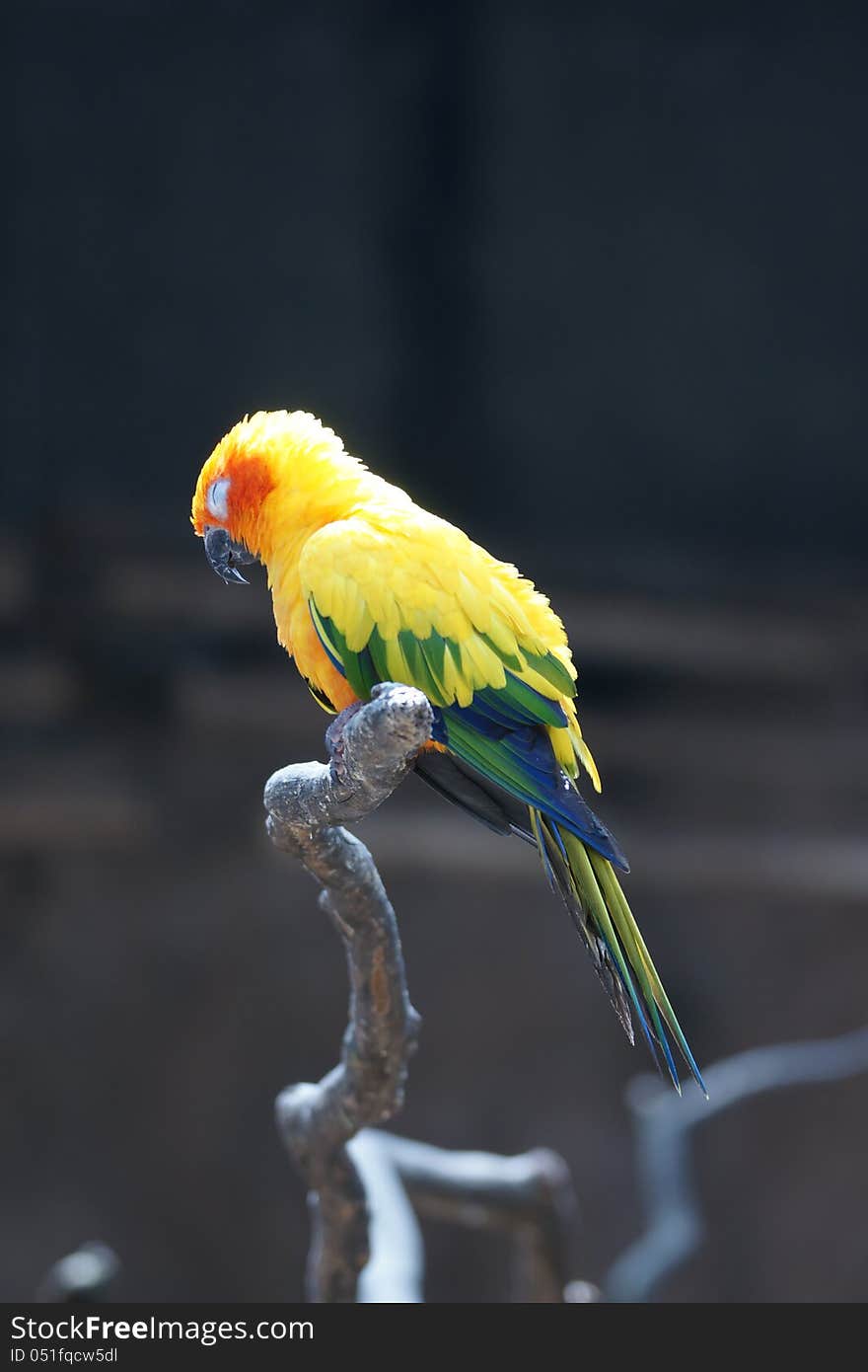 The Sun Parakeet or Sun Conure (Aratinga solstitialis) is a medium-sized brightly colored parrot native to northeastern South America. The adult male and female are similar in appearance, with predominantly golden-yellow plumage and orange-flushed underparts and face. It is commonly kept in aviculture. The species is endangered, threatened by loss of habitat and trapping for the pet trade. The Sun Parakeet or Sun Conure (Aratinga solstitialis) is a medium-sized brightly colored parrot native to northeastern South America. The adult male and female are similar in appearance, with predominantly golden-yellow plumage and orange-flushed underparts and face. It is commonly kept in aviculture. The species is endangered, threatened by loss of habitat and trapping for the pet trade.