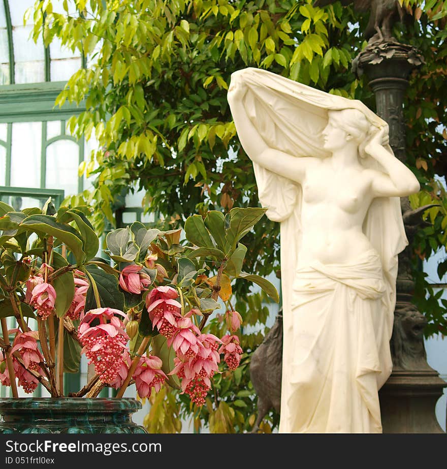 Medinilla magnifica flowers and female statue