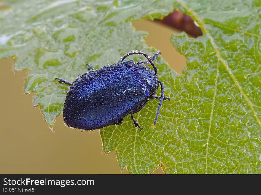 Blue bug