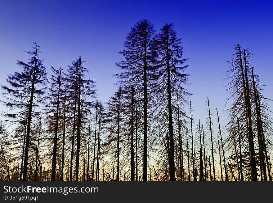 Forest in the Harz National Park with blue sky