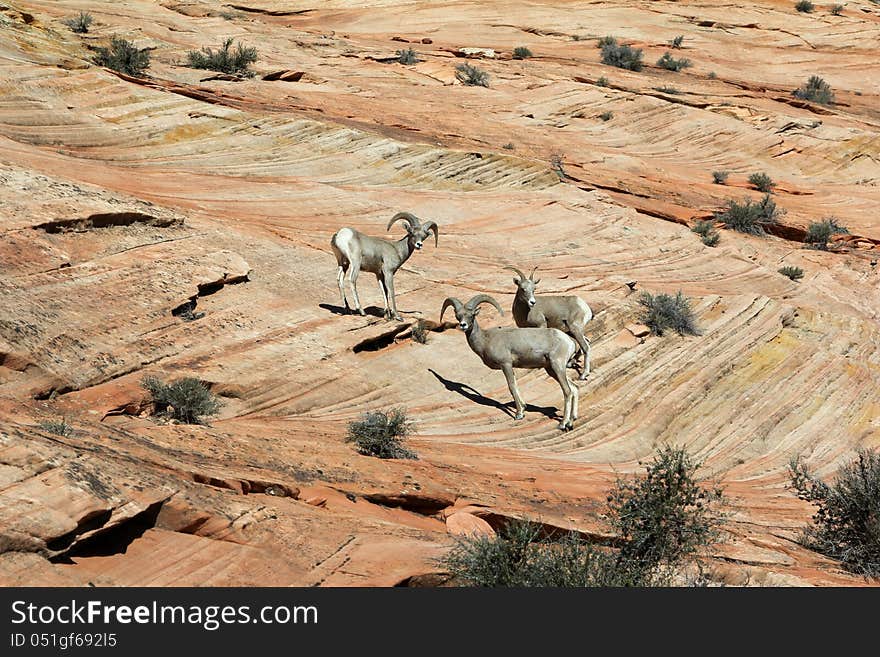 Bighorn Sheep roaming in Southern Utah