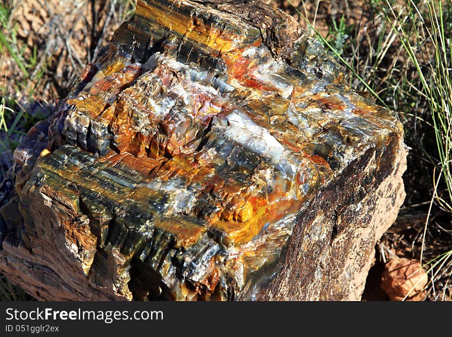 A piece of Petrified wood at Petrified wood state park in southern Utah.