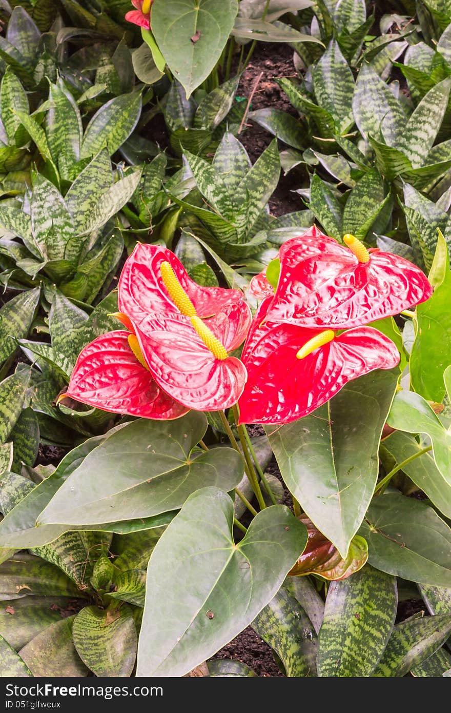 Flamingo flower or boy flower, butterfly garden, Thailand