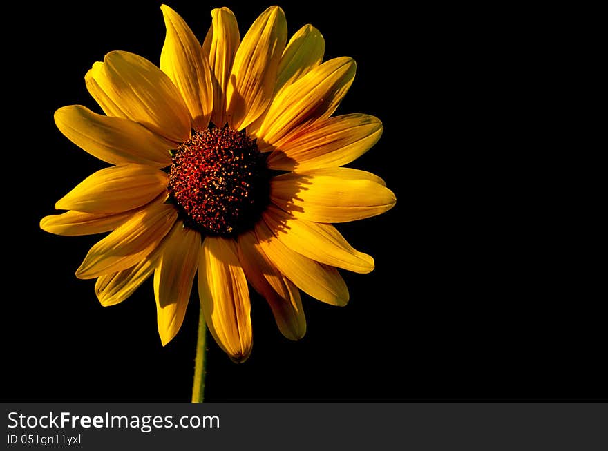 Backlit Sunflower