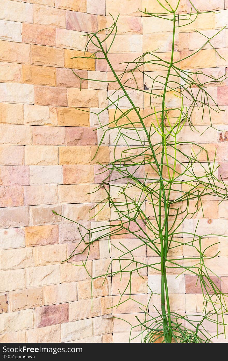 Desert tree with clay tile wall background