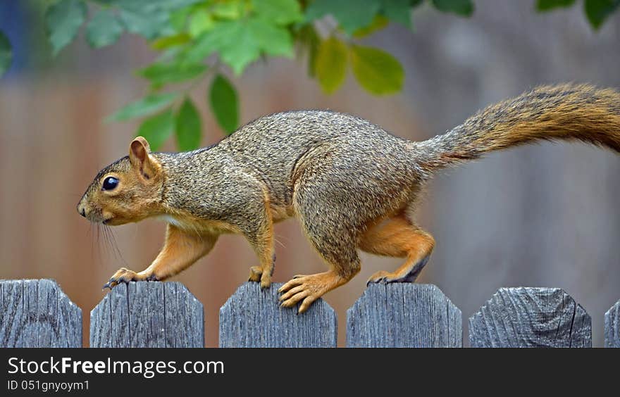 Squirrel on a Fence