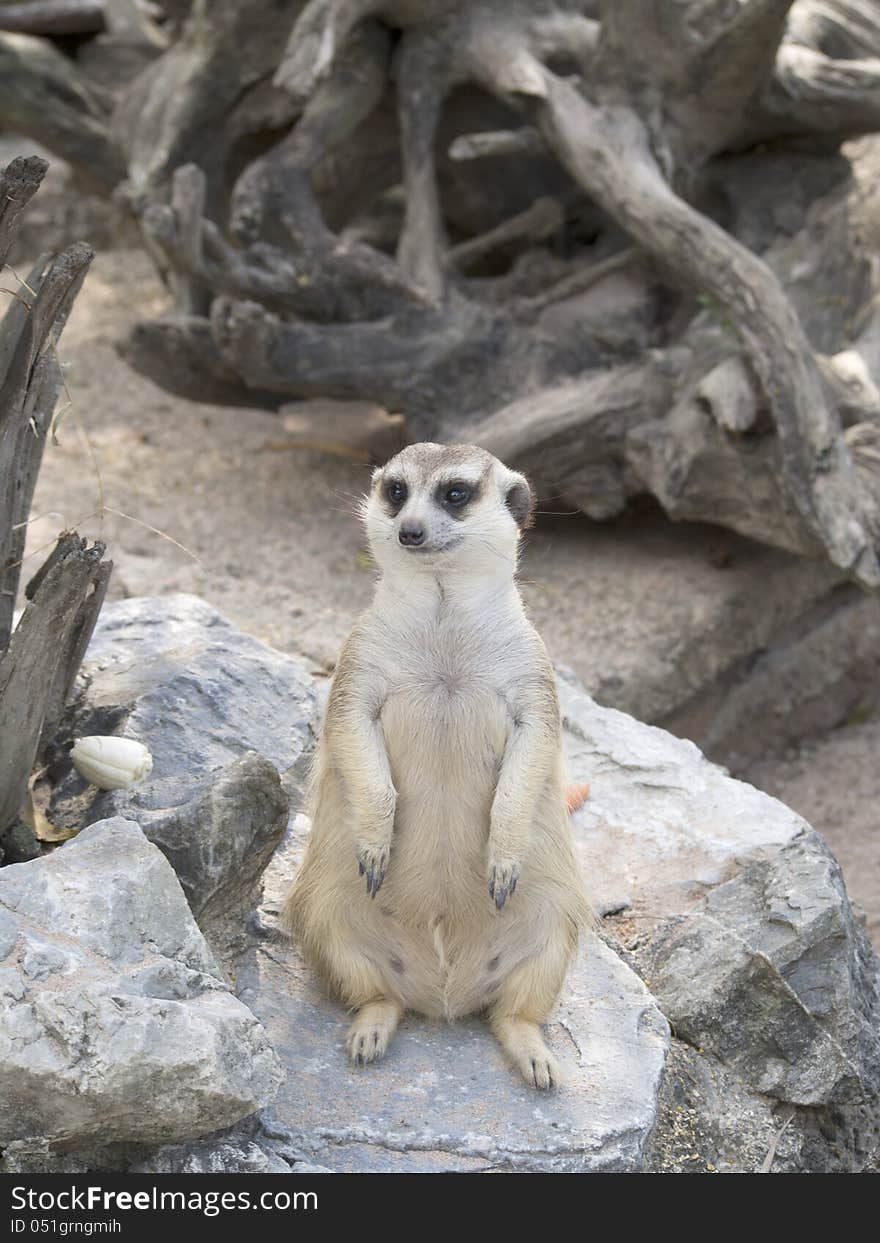 A meerkat stand on a rock