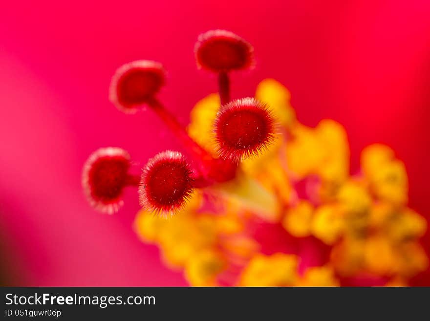 Close up pollen of hibiscus flower. Close up pollen of hibiscus flower