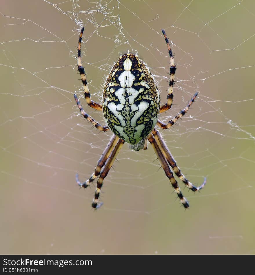 Very inwrought oak spider (Aculepeira ceropegia) in their web.