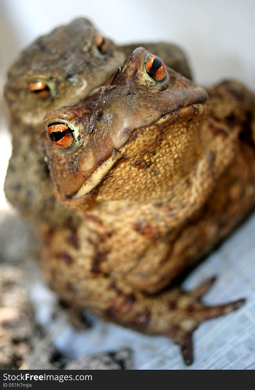 Frog - Bufo Bufo (Slovakia, Ruzomberok, 2010). Frog - Bufo Bufo (Slovakia, Ruzomberok, 2010)