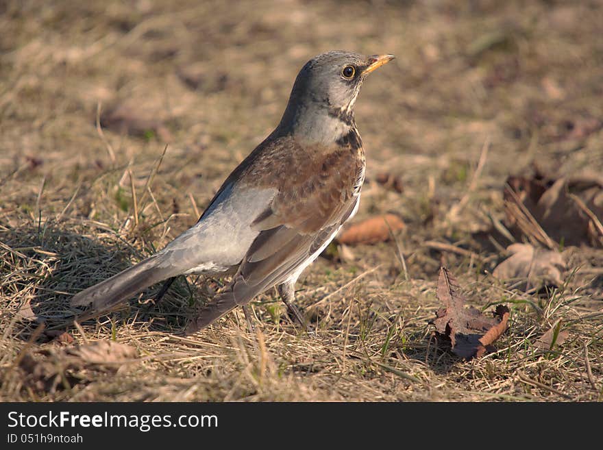 Snowbird on spring grass close up (turdus pilaris). Snowbird on spring grass close up (turdus pilaris)