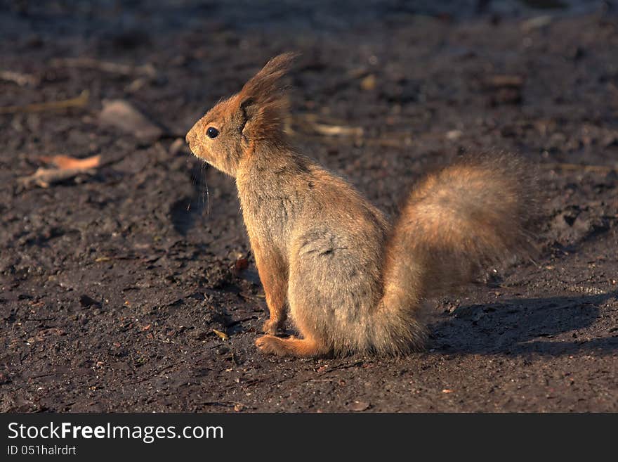 Squirrel On The Ground