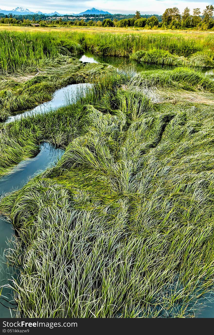 Marsh grass in summer at Spencer Island wetlands