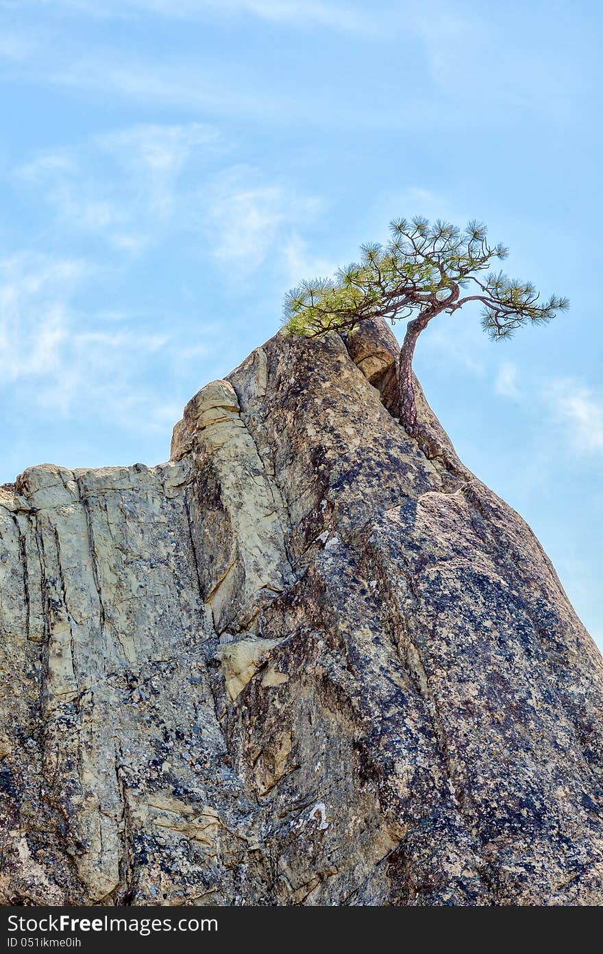 Lone pine tree in sandstone pinnacle