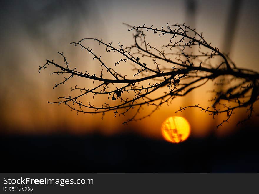 Winter sunset with an dried plant. Winter sunset with an dried plant